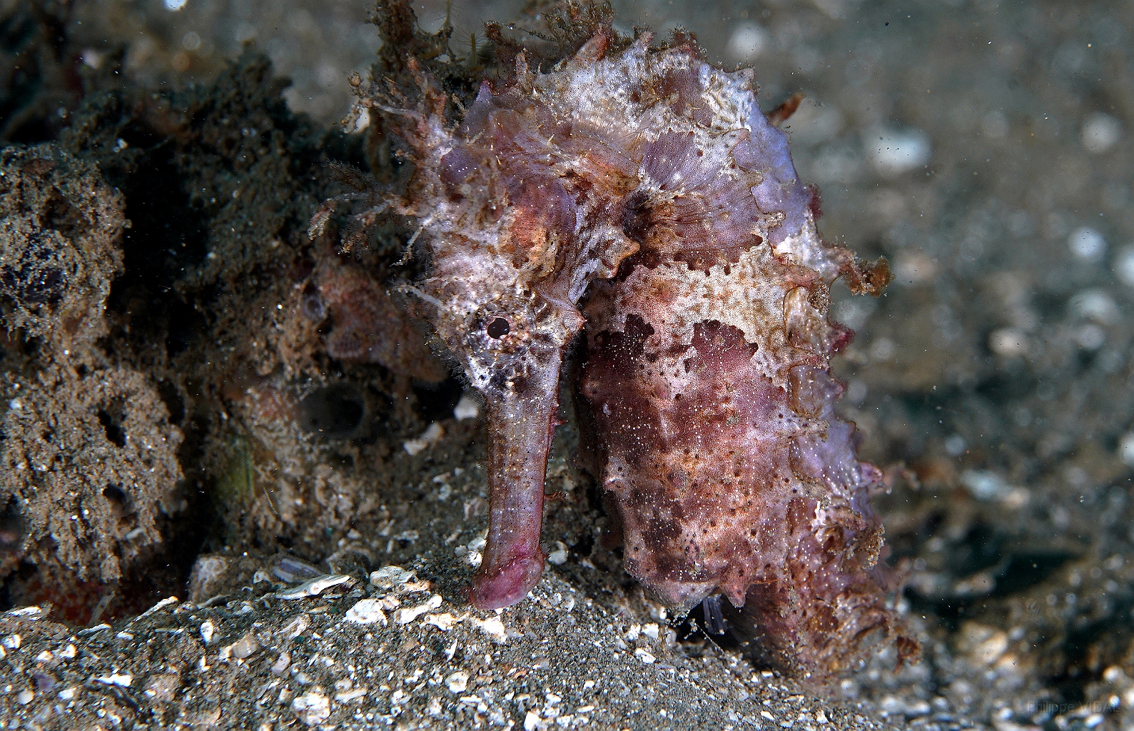 Banda Sea 2018 - DSC05551_rc - Molucan seahorse - Hypocampe molucan - Hippocampus moluccensis.jpg